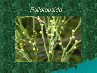 Psilotopsida
 