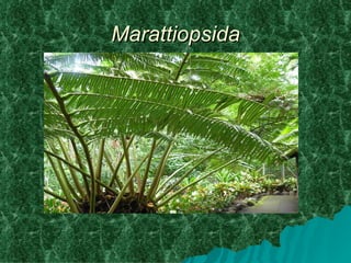 Marattiopsida
 