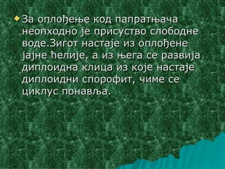  Заоплођење код папратњача
 неопходно је присуство слободне
 воде.Зигот настаје из оплођене
 јајне ћелије, а из њега се развија
 диплоидна клица из које настаје
 диплоидни спорофит, чиме се
 циклус понавља.
 