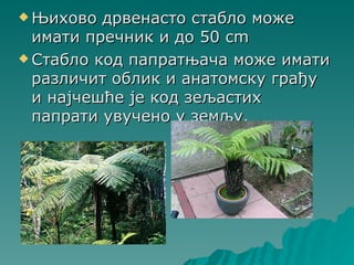  Њихово  дрвенасто стабло може
  имати пречник и до 50 cm
 Стабло код папратњача може имати
  различит облик и анатомску грађу
  и најчешће је код зељастих
  папрати увучено у земљу.
 