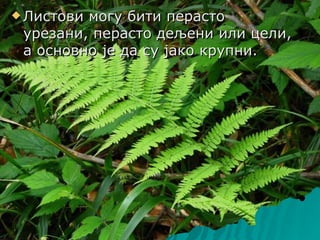  Листовимогу бити перасто
 урезани, перасто дељени или цели,
 а основно је да су јако крупни.
 