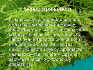 Распрострањеност
 Углавномсу копнене биљке, али
 има и папратњача које живе у
 води. Има их у скоро свим влажним
 крајевима наше земље. Данас су
 папратњаче зељасте биљке којих
 има око 12.000 врста, изузев
 неколико врста које су дрвенасте
 као што су тзв. папрати дрвеће
 заступљене само у тропским
 крајевима.
 
