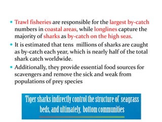  Trawl fisheries are responsible for the largest by-catch
numbers in coastal areas, while longlines capture the
majority of sharks as by-catch on the high seas.
 It is estimated that tens millions of sharks are caught
as by-catch each year, which is nearly half of the total
shark catch worldwide.
 Additionally, they provide essential food sources for
scavengers and remove the sick and weak from
populations of prey species
 