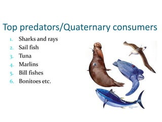 Top predators/Quaternary consumers
1. Sharks and rays
2. Sail fish
3. Tuna
4. Marlins
5. Bill fishes
6. Bonitoes etc.
 
