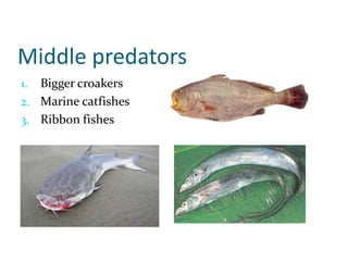 Middle predators
1. Bigger croakers
2. Marine catfishes
3. Ribbon fishes
 