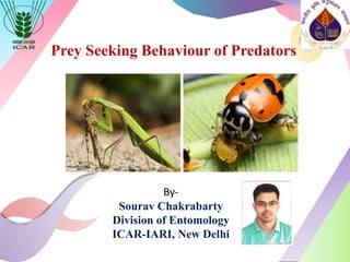 Prey Seeking Behaviour of Predators
By-
Sourav Chakrabarty
Division of Entomology
ICAR-IARI, New Delhi
 