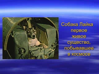 Собака Лайка
   первое
    живое
  существо,
 побывавшее
  в космосе
 