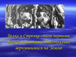 Белка и Стрелка стали первыми
биокосмонавтами, благополучно
    вернувшимися на Землю
 