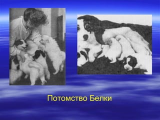 Потомство Белки
 