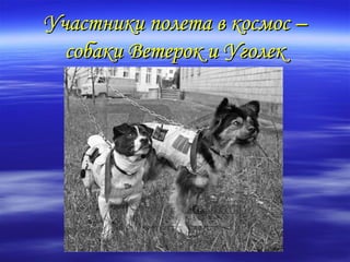 Участники полета в космос –
  собаки Ветерок и Уголек
 