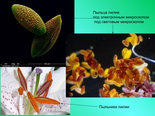 Пыльца лилии
под электронным микроскопом
под световым микроскопом
Пыльники лилии
 