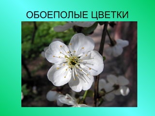 ОБОЕПОЛЫЕ ЦВЕТКИ
 