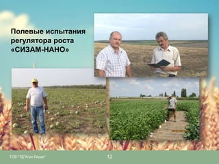 Полевые испытания
регулятора роста
«СИЗАМ-НАНО»

ТОВ "ТД"Агро Лидер"

12

 
