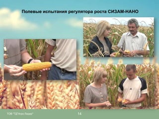 Полевые испытания регулятора роста СИЗАМ-НАНО

ТОВ "ТД"Агро Лидер"

14

 