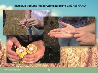 Полевые испытания регулятора роста СИЗАМ-НАНО

ТОВ "ТД"Агро Лидер"

18

 