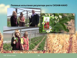Полевые испытания регулятора роста СИЗАМ-НАНО

ТОВ "ТД"Агро Лидер"

19

 