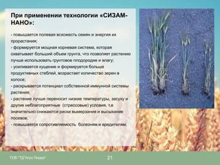 При применении технологии «СИЗАМНАНО»:
- повышается полевая всхожесть семян и энергия их
прорастания;
- формируется мощная корневая система, которая
охватывает больший объем грунта, что позволяет растению
лучше использовать грунтовое плодородие и влагу;
- усиливается кущение и формируется больше
продуктивных стеблей, возрастает количество зерен в
колосе;
- раскрывается потенциал собственной иммунной системы
растения;
- растение лучше переносит низкие температуры, засуху и
другие неблагоприятные (стрессовые) условия, т.е
значительно снижаются риски вымерзания и высыхание
посевов;
- повышается сопротивляемость болезням и вредителям;

ТОВ "ТД"Агро Лидер"

21

 