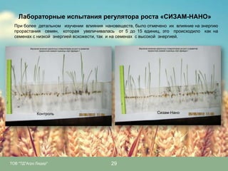 Лабораторные испытания регулятора роста «СИЗАМ-НАНО»
При более детальном изучении влияния нановеществ, было отмечено их влияние на энергию
прорастания семян, которая увеличивалась от 5 до 15 единиц, это происходило как на
семенах с низкой энергией всхожести, так и на семенах с высокой энергией.

ТОВ "ТД"Агро Лидер"

29

 