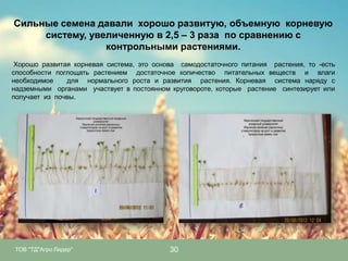 Сильные семена давали хорошо развитую, объемную корневую
систему, увеличенную в 2,5 – 3 раза по сравнению с
контрольными растениями.
Хорошо развитая корневая система, это основа самодостаточного питания растения, то -есть
способности поглощать растением достаточное количество питательных веществ и влаги
необходимое
для нормального роста и развития растения. Корневая система наряду с
надземными органами участвует в постоянном круговороте, которые растение синтезирует или
получает из почвы.

ТОВ "ТД"Агро Лидер"

30

 