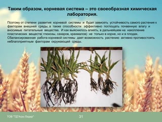 Таким образом, корневая система – это своеобразная химическая
лаборатория.
Поэтому от степени развития корневой системы и будет зависеть устойчивость самого растения к
факторам внешней среды, а также способности эффективно поглощать почвенную влагу и
вносимые питательные вещества. И как выяснилось влиять, в дальнейшем на накопление
пластических веществ( глюкозы, сахаров, крахмалов) не только в корне, но и в плодах.
Сбалансированная работа корневой системы дает возможность растению активно противостоять
неблагоприятным факторам окружающей среды.

ТОВ "ТД"Агро Лидер"

31

 
