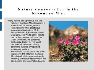 Nature conservation in the Krkonose Mts. Many visitors don’t perceive that the nature in the Giant Mountains is in a state of serious endangerment. Paradoxically, while prestigious international institutions (Dutch foundation FACE, European Union, UNECSO, The World Bank) help to rescue the valuable nature of the Giant Mountains, we ourselves continually destroy it. The worst menaces of today are not only pollutants but also unregulated invasion of tourism.  You can also contribute to this effort to preserve the nature of the Giant Mountains for future generations by following the visitor regulations of the parks, signs and information boards. 