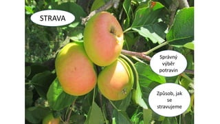 .
STRAVA
Správný
výběr
potravin
Způsob, jak
se
stravujeme
 
