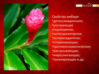 Свойства имбиря:
•детоксикационное;
•улучшающее
пищеварение;
•антипаразитарное;
•антиоксидантное;
•отхаркивающее;
•противоспазматическое;
•рассасывающее;
•жиросжигающее;
•тонизирующее и др.
 