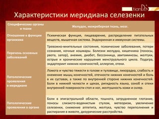 Характеристики меридиана селезенки
Специфические органы
и ткани
Желудок, межреберная ткань, мозг.
Отношение к функции
организма
Психическая функция, пищеварение, распределение питательных
веществ, мышечная система. Эндокринная и иммунная системы.
Перечень основных
заболеваний
Тревожно-мнительные состояния, психические заболевания, потери
сознания, ночные кошмары. Болезни желудка, кишечника (поносы,
рвота, запор), анемия, диабет, бессонница, авитаминозы, желтухи,
острые и хронические нарушения менструального цикла. Подагра,
эндартериит нижних конечностей, аллергия, отеки.
Патологические
проявления
в меридиане
Ломота и чувство тяжести в голове и туловище, лихорадка, слабость и
онемение мышц конечностей, отечности нижних конечностей и боль
в их суставах, а также по внутренней стороне нижних конечностей.
Боли в нижней челюсти и щеках, ригидность языка, озноб и отеки
внутренней поверхности стоп и ног, желтушность кожи и склер.
Патологические
проявления в органе
Боли в эпигастральной области, тошнота, затрудненное глотание,
поносы слизисто-водянистым стулом, метеоризм, увеличение
селезенки, снижение аппетита, желтуха, чувство переполнения и
распирания в животе, дизурические расстройства.
 
