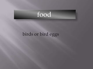 food
birds or bird eggs