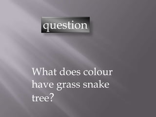 What does colour
have grass snake
tree?
question