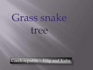 Grass snake
tree
Czech republic - Filip and Kuba
 