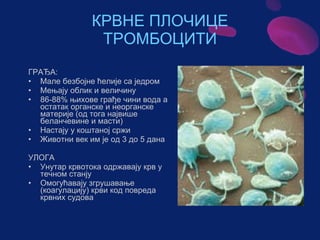 Sistem za cirkulaciju - krv i limfa