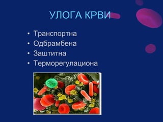 Sistem za cirkulaciju - krv i limfa