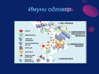 Sistem za cirkulaciju - krv i limfa