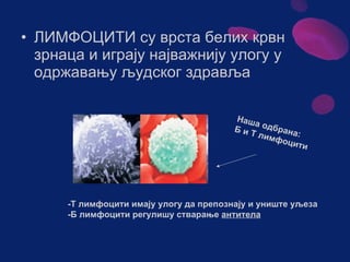 Sistem za cirkulaciju - krv i limfa