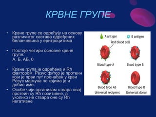 Sistem za cirkulaciju - krv i limfa