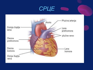 Sistem za cirkulaciju - krv i limfa