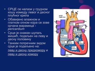 Sistem za cirkulaciju - krv i limfa