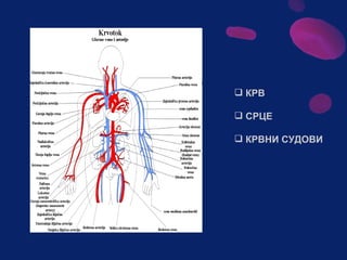 Sistem za cirkulaciju - krv i limfa
