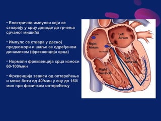 Sistem za cirkulaciju - krv i limfa