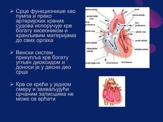 Sistem za cirkulaciju - krv i limfa