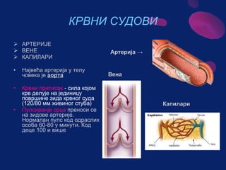Sistem za cirkulaciju - krv i limfa