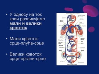 Sistem za cirkulaciju - krv i limfa