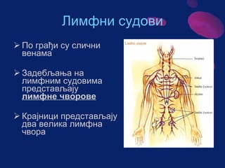 Sistem za cirkulaciju - krv i limfa