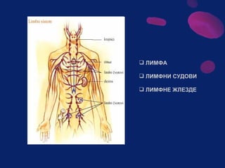 Sistem za cirkulaciju - krv i limfa