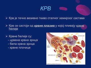 Sistem za cirkulaciju - krv i limfa