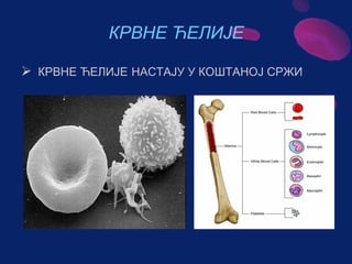 Sistem za cirkulaciju - krv i limfa