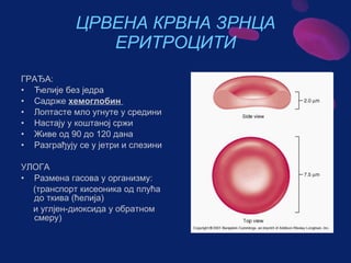Sistem za cirkulaciju - krv i limfa