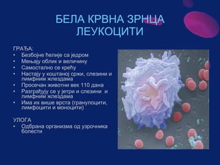 Sistem za cirkulaciju - krv i limfa