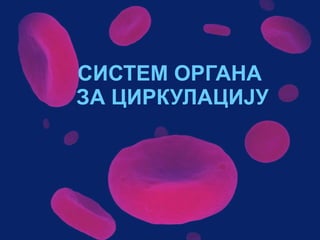 Sistem za cirkulaciju - krv i limfa